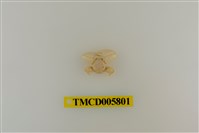 藏品(日本岩瓷蟹)的圖片